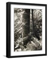 Lumb Valley, Yorkshire 1977 Calden Valley and Elmet Series-Fay Godwin-Framed Giclee Print