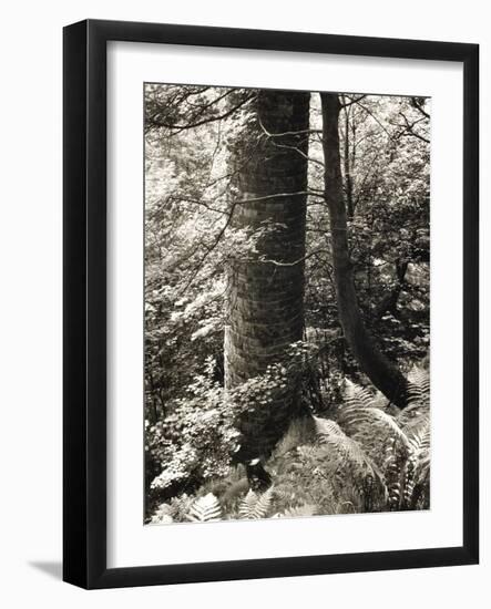 Lumb Valley, Yorkshire 1977 Calden Valley and Elmet Series-Fay Godwin-Framed Giclee Print