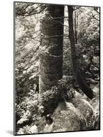 Lumb Valley, Yorkshire 1977 Calden Valley and Elmet Series-Fay Godwin-Mounted Giclee Print