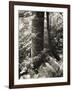 Lumb Valley, Yorkshire 1977 Calden Valley and Elmet Series-Fay Godwin-Framed Giclee Print