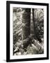 Lumb Valley, Yorkshire 1977 Calden Valley and Elmet Series-Fay Godwin-Framed Giclee Print