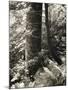 Lumb Valley, Yorkshire 1977 Calden Valley and Elmet Series-Fay Godwin-Mounted Giclee Print