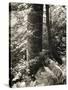 Lumb Valley, Yorkshire 1977 Calden Valley and Elmet Series-Fay Godwin-Stretched Canvas