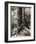 Lumb Valley, Yorkshire 1977 Calden Valley and Elmet Series-Fay Godwin-Framed Giclee Print