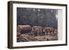 Lumbering Scene, North America-null-Framed Giclee Print