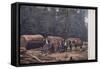 Lumbering Scene, North America-null-Framed Stretched Canvas