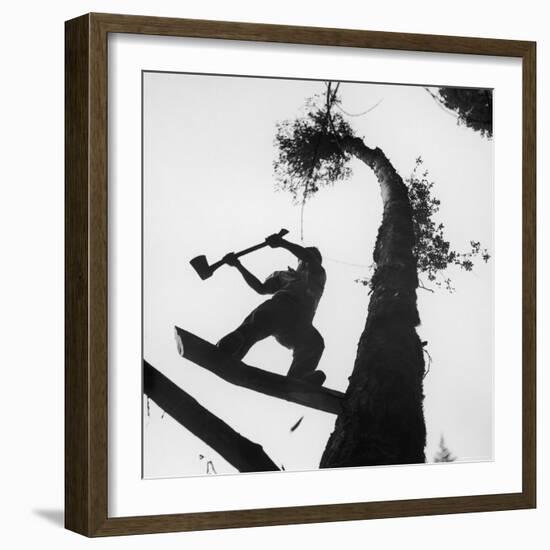 Lumberjack Cutting Tree in New Zealand-George Silk-Framed Premium Photographic Print