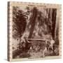 Lumberjacks About to Fell a Giant Redwood with a Drag Saw, Sacramento, California, 1893-null-Stretched Canvas