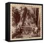 Lumberjacks About to Fell a Giant Redwood with a Drag Saw, Sacramento, California, 1893-null-Framed Stretched Canvas