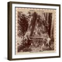 Lumberjacks About to Fell a Giant Redwood with a Drag Saw, Sacramento, California, 1893-null-Framed Giclee Print