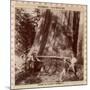 Lumberjacks About to Fell a Giant Redwood with a Drag Saw, Sacramento, California, 1893-null-Mounted Giclee Print