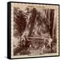 Lumberjacks About to Fell a Giant Redwood with a Drag Saw, Sacramento, California, 1893-null-Framed Stretched Canvas