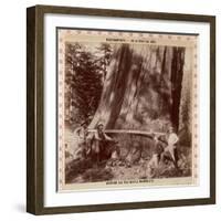 Lumberjacks About to Fell a Giant Redwood with a Drag Saw, Sacramento, California, 1893-null-Framed Giclee Print