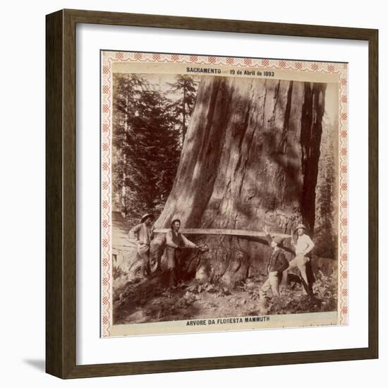 Lumberjacks About to Fell a Giant Redwood with a Drag Saw, Sacramento, California, 1893-null-Framed Giclee Print