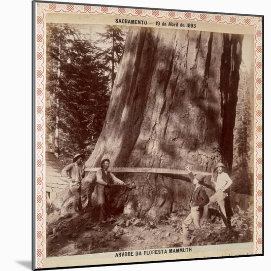 Lumberjacks About to Fell a Giant Redwood with a Drag Saw, Sacramento, California, 1893-null-Mounted Giclee Print