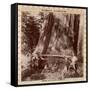 Lumberjacks About to Fell a Giant Redwood with a Drag Saw, Sacramento, California, 1893-null-Framed Stretched Canvas