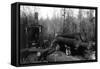 Lumberjacks and Logging Trucks in Cascades Photograph - Cascades, WA-Lantern Press-Framed Stretched Canvas