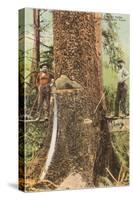 Lumberjacks Felling Cedar, Washington-null-Stretched Canvas