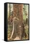 Lumberjacks Felling Cedar, Washington-null-Framed Stretched Canvas