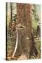 Lumberjacks Felling Cedar, Washington-null-Stretched Canvas