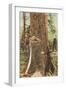 Lumberjacks Felling Cedar, Washington-null-Framed Art Print