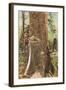 Lumberjacks Felling Cedar, Washington-null-Framed Art Print