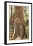 Lumberjacks Felling Cedar, Washington-null-Framed Art Print