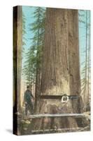 Lumberjacks Felling Fir, Washington-null-Stretched Canvas