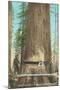 Lumberjacks Felling Fir, Washington-null-Mounted Art Print