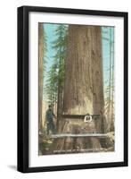 Lumberjacks Felling Fir, Washington-null-Framed Art Print