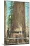 Lumberjacks Felling Fir, Washington-null-Mounted Art Print