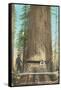 Lumberjacks Felling Fir, Washington-null-Framed Stretched Canvas