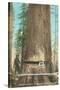 Lumberjacks Felling Fir, Washington-null-Stretched Canvas