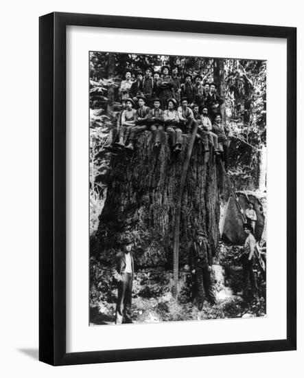 Lumberjacks prepairing Fir Tree for St. Louis World's Fair Photograph - Washington State-Lantern Press-Framed Art Print