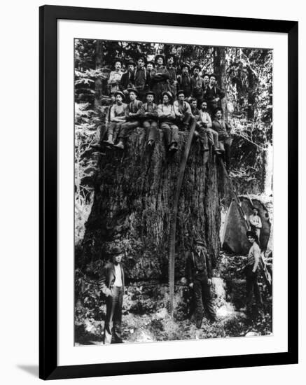 Lumberjacks prepairing Fir Tree for St. Louis World's Fair Photograph - Washington State-Lantern Press-Framed Art Print