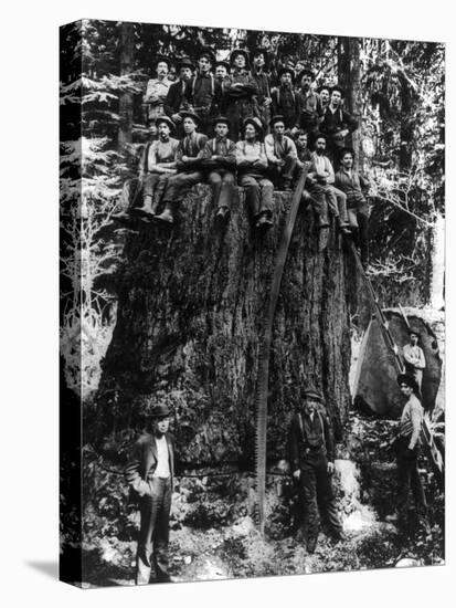 Lumberjacks prepairing Fir Tree for St. Louis World's Fair Photograph - Washington State-Lantern Press-Stretched Canvas