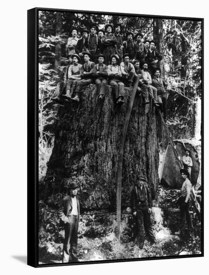 Lumberjacks prepairing Fir Tree for St. Louis World's Fair Photograph - Washington State-Lantern Press-Framed Stretched Canvas