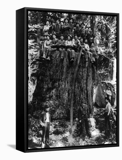 Lumberjacks prepairing Fir Tree for St. Louis World's Fair Photograph - Washington State-Lantern Press-Framed Stretched Canvas