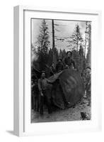 Lumberjacks standing around 7 ft. Fir Tree Photograph - Cascades, WA-Lantern Press-Framed Art Print