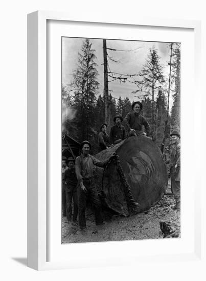 Lumberjacks standing around 7 ft. Fir Tree Photograph - Cascades, WA-Lantern Press-Framed Art Print