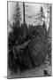 Lumberjacks standing around 7 ft. Fir Tree Photograph - Cascades, WA-Lantern Press-Mounted Art Print