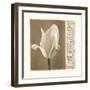 Lumiere II-Amy Melious-Framed Art Print