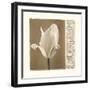 Lumiere II-Amy Melious-Framed Art Print