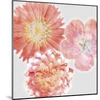 Luminescent Blooms-null-Mounted Giclee Print