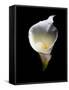 Luminous Calla Lily-George Oze-Framed Stretched Canvas