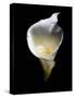 Luminous Calla Lily-George Oze-Stretched Canvas