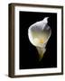 Luminous Calla Lily-George Oze-Framed Photographic Print