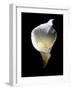 Luminous Calla Lily-George Oze-Framed Photographic Print