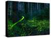 Luminous, glowing light tracks from male Fireflies, Germany-Konrad Wothe-Stretched Canvas