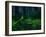 Luminous, glowing light tracks from male Fireflies, Germany-Konrad Wothe-Framed Photographic Print